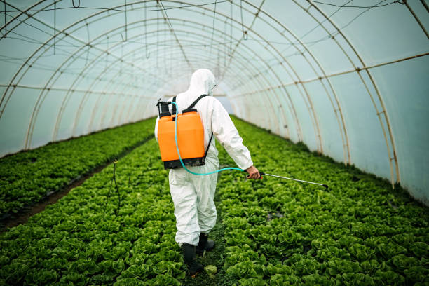 Reliable Beaufort, NC Pest Control Solutions